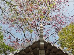 -羚羊峡古栈道森林公园