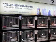 -翊宠yipet猫狗购宠庄园犬舍•猫舍