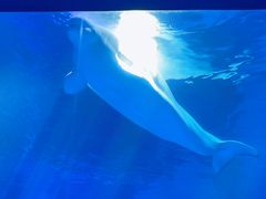 -上海海昌海洋公园-冰山北极馆