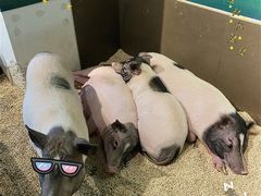 -昆明大悦城未来动物城(螺蛳湾中心店)