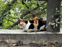 -上海佘山国家森林公园天马山园