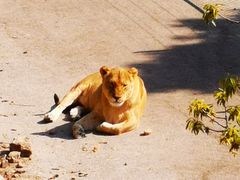 -大连森林动物园