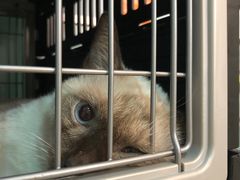 -纳吉亚猫专科动物医院博雅分院