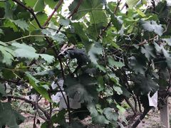 -马陆小张葡萄园农家乐