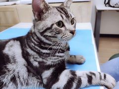 -猫大福·Fortune Cat猫舍(百子湾店)