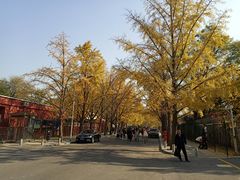 -三里屯东五街银杏大道