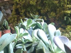 -花之城
