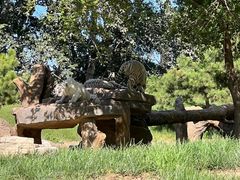 -北京野生动物园