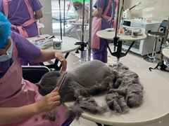 -北京观赏动物医院·24小时大型综合·猫专科·异宠专科