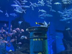-海合安武汉极地海洋公园