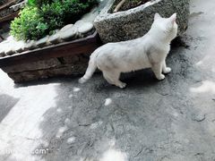 -喵屿·大理花园猫咖