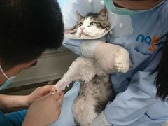-纳吉亚猫专科动物诊疗中心(蒋宅口分院)
