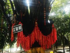 -瑞丽独树成林风景区