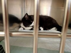 -爱诺耐芙动物医院(万博店)