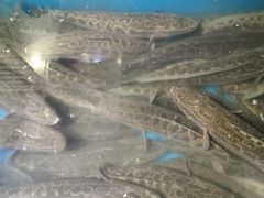 -京门活鱼馆·鱼火锅(百子湾（原红庙）店)