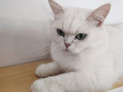 -李小姐の猫咖啡馆(五角场店)