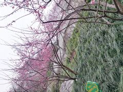 -重庆彩云湖湿地公园