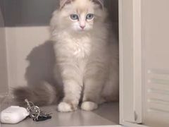 -喵喵咪呀布偶猫咖(春熙路店)