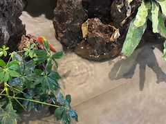 -九田家黑牛烤肉料理(中北镇店)