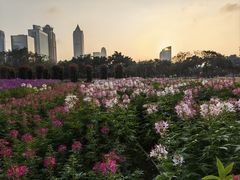 -万绿园