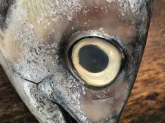 -尼甘布海鲜市场