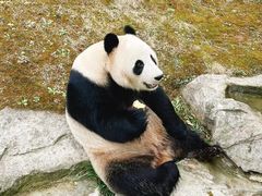 -上海野生动物园