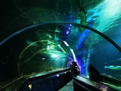 -凯莉-塔尔敦海洋生物水族馆