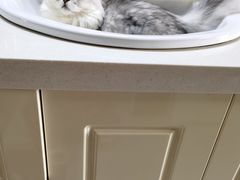 -爱侣宠医·鹦鹉专科·小型哺乳类·异宠专科(灵石路店)