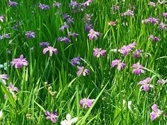 -西湖风景区-江洋畈生态公园