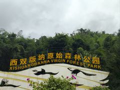 -西双版纳原始森林公园