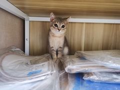 -芭比堂动物医院·犬猫全科·异宠专科(雁塔分院)