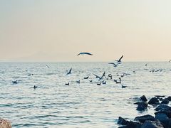 -深圳湾公园(南山区)