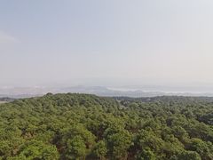 -铁山坪森林公园
