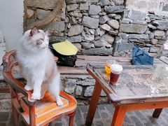 -喵屿·大理花园猫咖