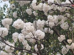 -高东镇樱花园