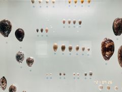 -青岛贝壳博物馆