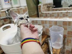 -汪小喵宠物·戴维斯乐芳希施宠馨宝皮毛调理洗护店