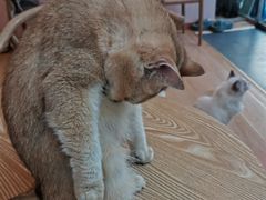 -猫咪派对(江南西店)