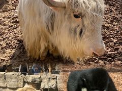 -北京野生动物园