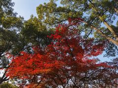 -秋霞圃