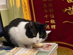 -悦宠动物医院(京丰分院)
