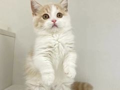 -lincat·猫舍(广州店)
