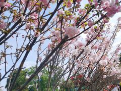 -观澜湖生态运动公社