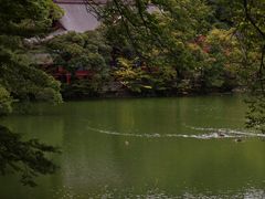 -井之头恩赐公园