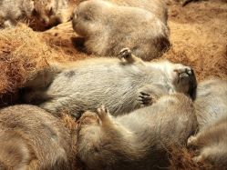 -Zoolung Zoolung动物主题公园(海信广场店)