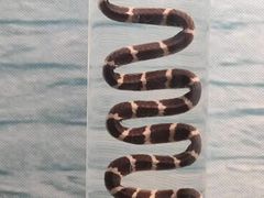 -下渚湖国家湿地公园科普馆