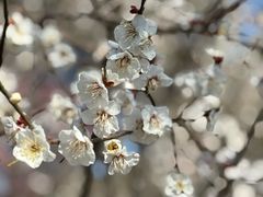 -香雪海