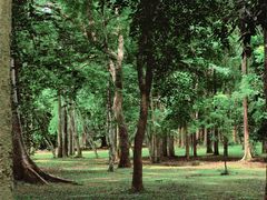 -中国科学院西双版纳热带植物园