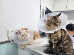 -达爱动物医院·犬猫分区·CT·复杂眼科(远洋山水分院)