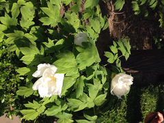 iphone_upload_pic-景山公园